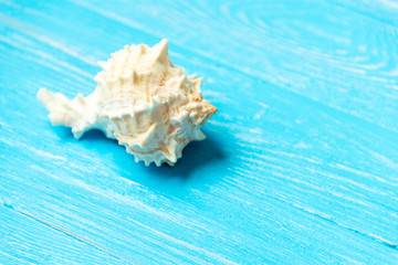 summer background seashell on blue wooden background.