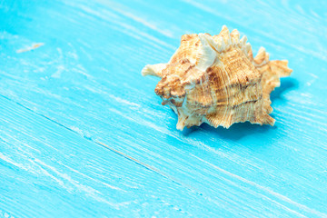 Fototapeta na wymiar summer background seashell on blue wooden background.