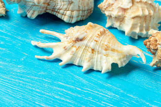 summer background seashells on blue wooden background.