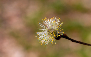 salix cinerea - grey willow