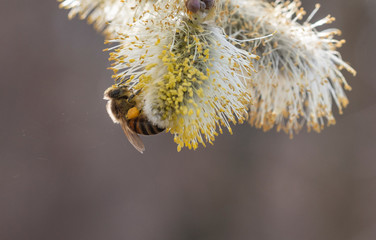 salix cinerea - grey willow © Pietro