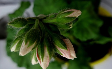 geranium buds