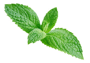 Fresh mint isolated Clipping Path