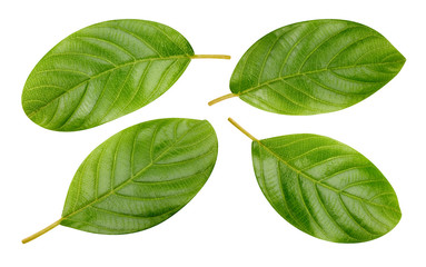 Nut leaves Clipping Path
