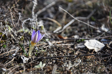 Saffron, Crocus sativus, First spring flower in mountain. Purple flowers in forest in early spring