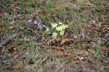 primule e anemoni