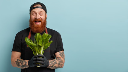 Nice food for healthy lifestyle. Satisfied man holds dieting organic product, prepares for making vegetarian salad of bok choy containing vitamins, wears black clothing, isolated on blue wall