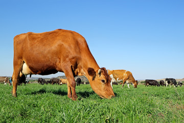 Fototapeta premium Fresian - Holstein dairy cows grazing on lush green pasture.