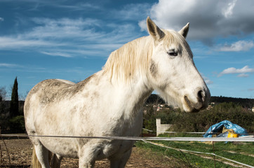 Fototapeta premium cheval de Camargue