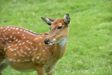 deer on background of green grass