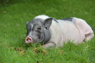 White and gray pig