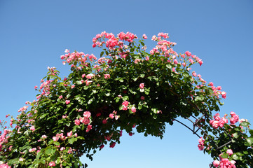 アーチ状に伸びた蔓バラのアンジェラ（青空を背景に下から見上げる角度で撮影）