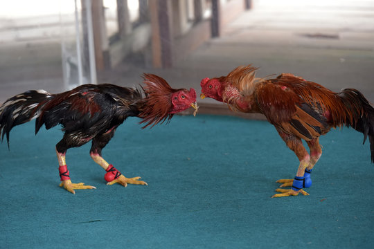 cockfighting in Thailand
