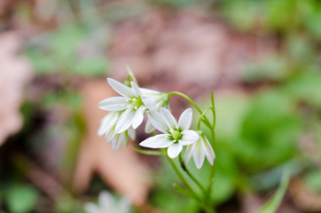 White bell shape flower on blurred dreamy background