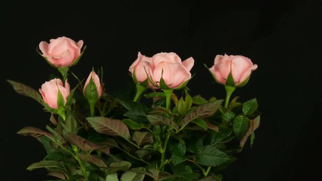 Beautiful delicate fresh blooming rosebuds in a flower pot sprayed with water drops on a black background