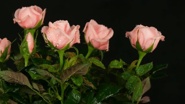 Beautiful tender fresh blooming pink rosebuds in a flower pot in water drops rotating on a black background