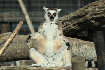 京都市動物園のワオキツネザル