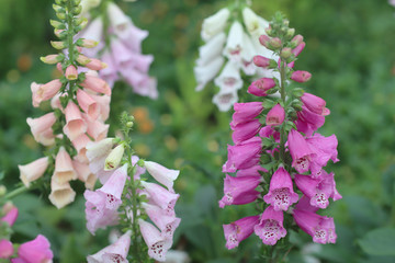 common foxglove flowers in natural vegetation ambiance © Seaonweb