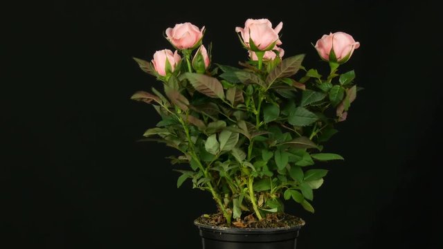 Beautiful delicate fresh blooming rosebuds in a flower pot on which light wind blows on a black background