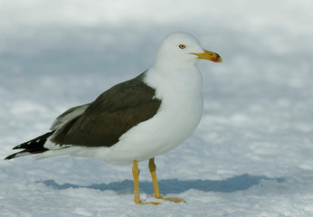 Fototapeta na wymiar lesser black-backed gull 