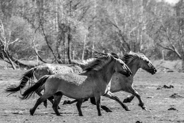Fototapeta na wymiar Wilde Horses