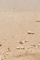 White Jasmine Flower on the sand by the sea