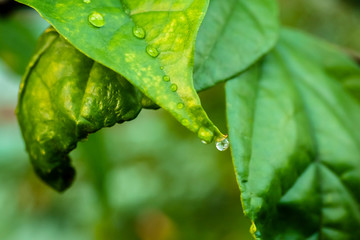 Dew Drops on Leaf
