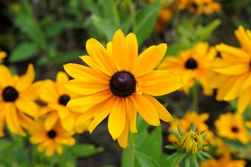 chamomile