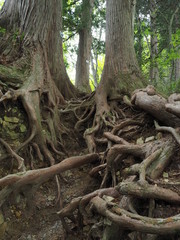 歴史を感じる根