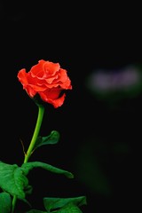 red rose on black background