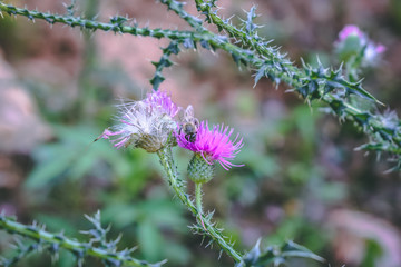 bee on flower