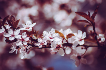 flowers of tree in spring