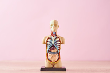 Human anatomy mannequin with internal organs on a pink background