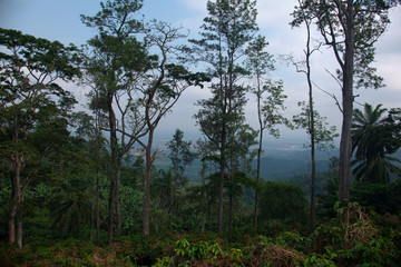 Obraz na płótnie Canvas wide view of kwanza sul forest