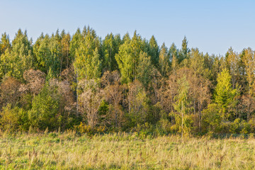 Obraz premium The edge of the forest in autumn