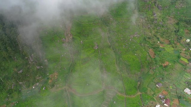 Famous green tea plantation landscape view from Lipton's Seat, Haputale, Sri Lanka.