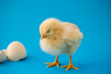 Newborn sleepy yellow chicken and broken eggs.