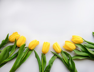 Obraz premium top view of yellow tulips on white background