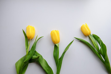 top view of three yellow tulips on white background