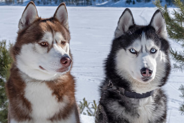 Brown, black and White Siberian Husky dogs close-up portrait.