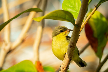 olive backed sunbird cinnyris jugularis