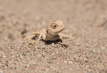 Egyptian desert agama lizard in harsh arid environment
