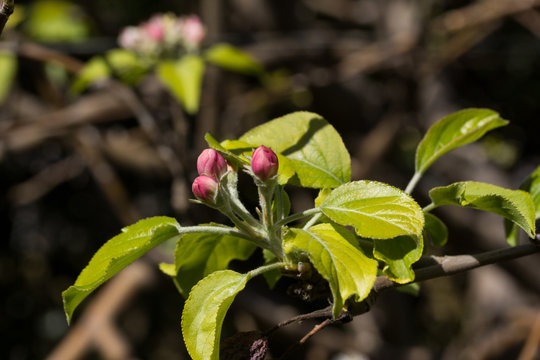 Botones florales del manzano en el mes de marzo