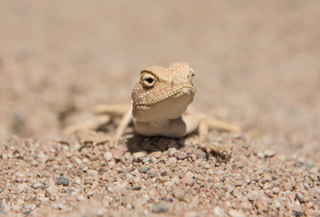 Egyptian desert agama lizard in harsh arid environment