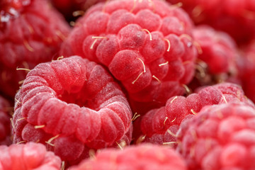 fresh berries of pink raspberry