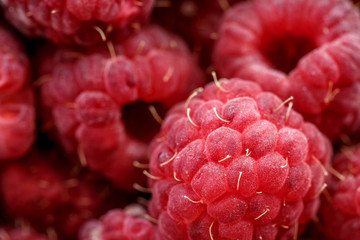 fresh berries of pink raspberry