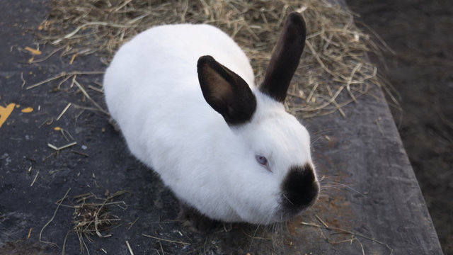 Line of domestic rabbits are eating grain and grass in farm hutch