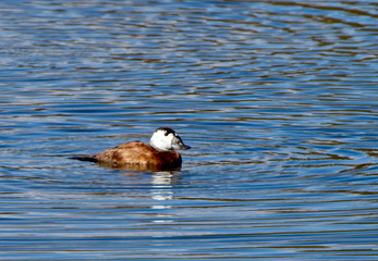 White-headed Duck (Oxyura leucocephala), male, Parque del Guadalhorce, Malaga, Spain.