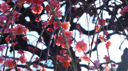 晴れた日のしだれ梅 農業センター 逆光