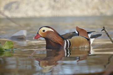 ducks of nature
